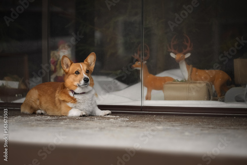 Obraz na płótnie Portrait of cute corgi dog near shop window w salonie