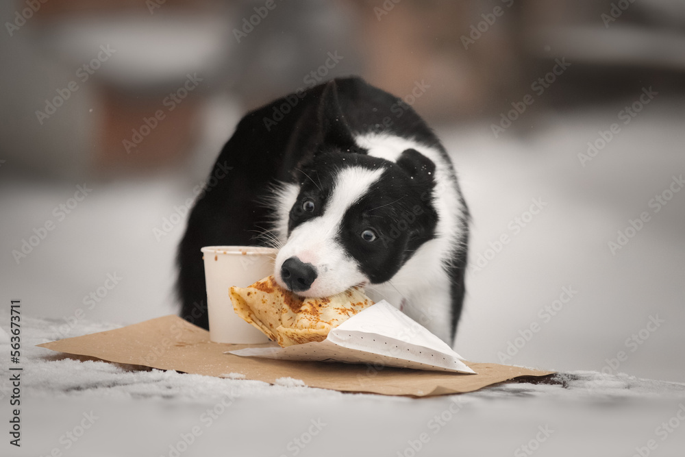 Border collie dog eating pancake