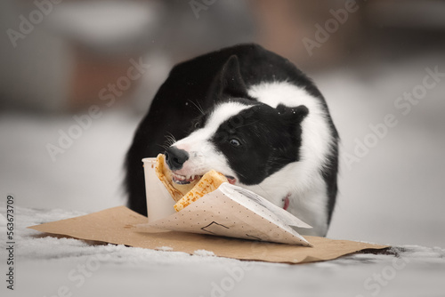 Obraz na płótnie Border collie dog eating pancake w salonie