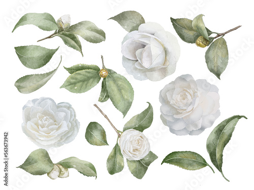 Camellia flowers with leaves in watercolor style isolated on white. Hand-drawn watercolor floral illustration on transparent background for your design.