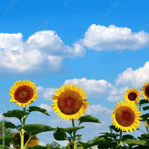 Yellow sunflowers on a blue sky background. Agricultural field of sunflowers