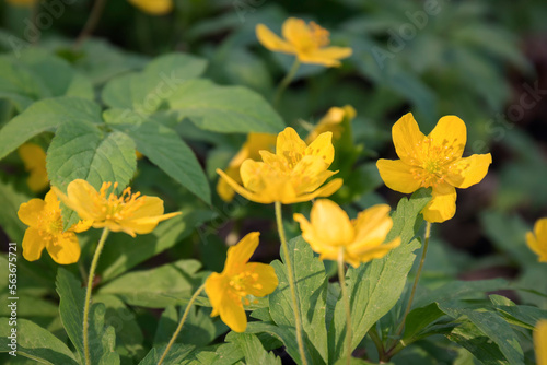 A closeup shot of yellow flowers in the sunlight by spring day. Nature concept, the awakening of spring and nature beauty