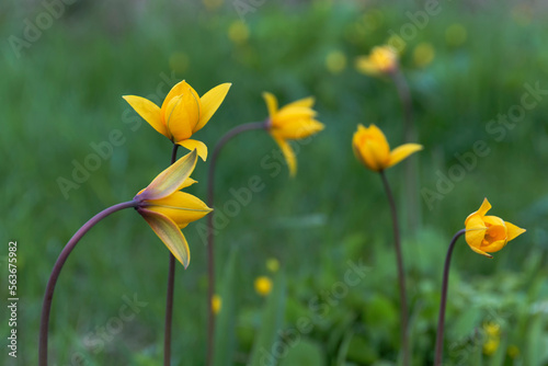 A closeup shot of yellow flowers in the sunlight by spring day. Nature concept, the awakening of spring and nature beauty