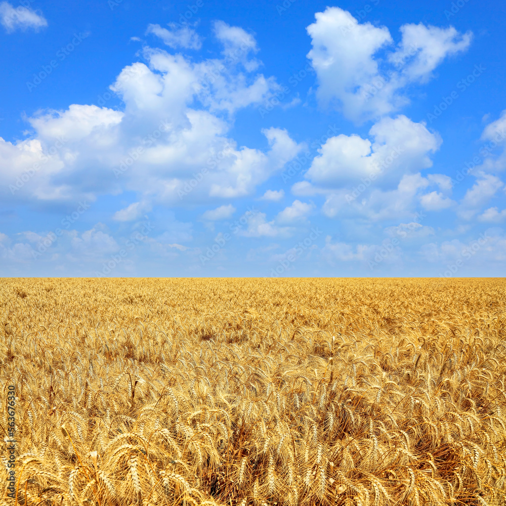 Wheat field on the blue sky background