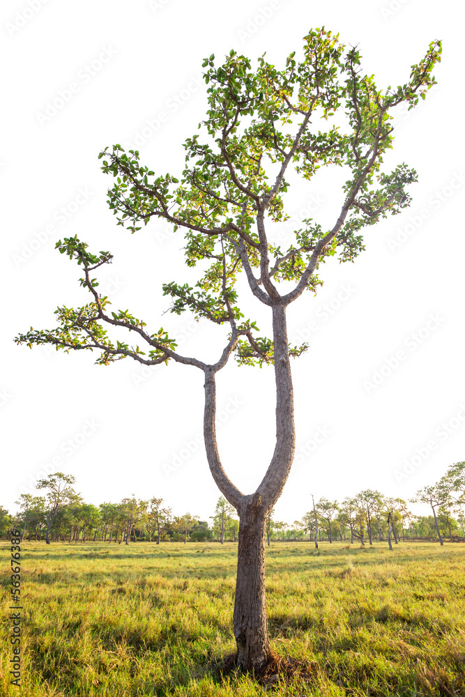 Obraz premium Tree isolated on white background