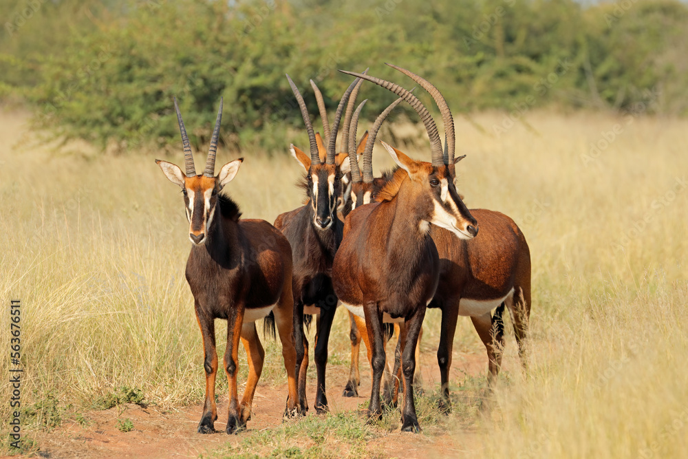 Fototapeta premium A group of sable antelopes (Hippotragus niger) in natural habitat, South Africa.