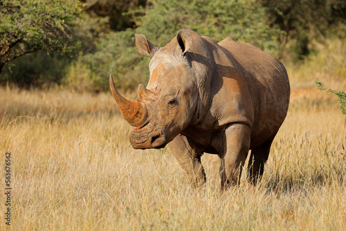 An endangered white rhinoceros  Ceratotherium simum  in natural habitat  South Africa.