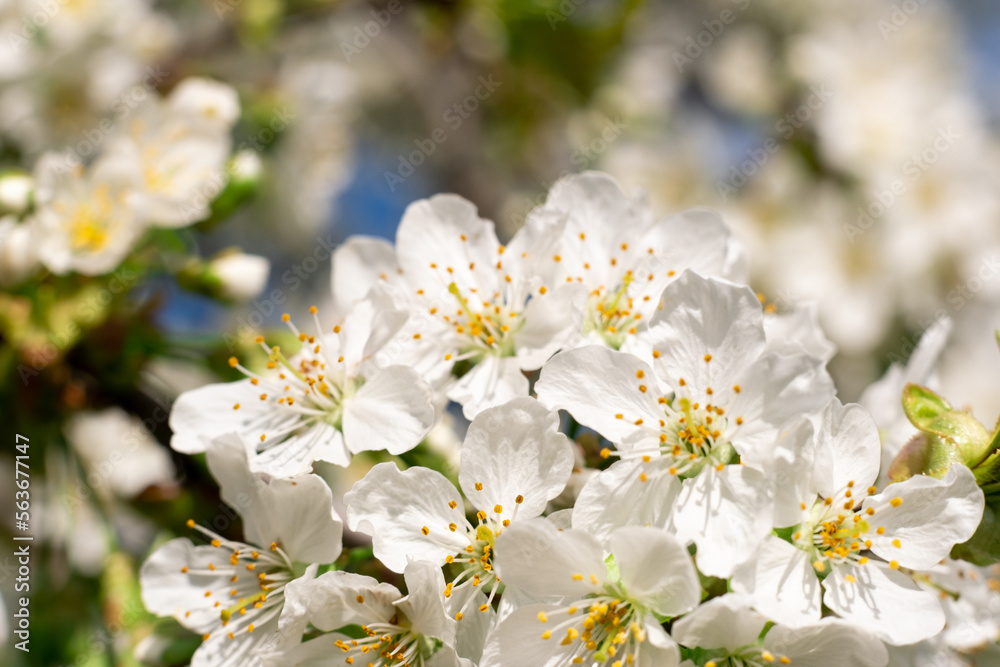Blossom tree. Floral spring. Nature beauty. Cherry orchard with white flowers branches blur macro shooting.