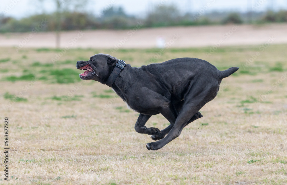 Cane Corso mastiff running in a field Cane Corso mastiff running in a field
