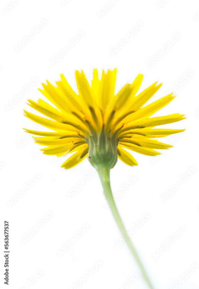 wild yellow flower