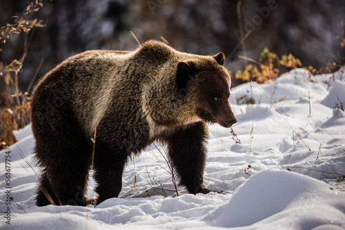 Winter Grizzly