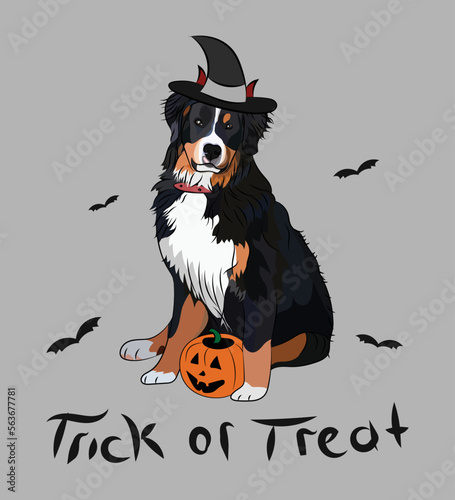 Dog Halloween greeting card with a sitting Berner Sennenhund dog. Dog in a costume, pumpkin in a paw. Postcard for pet lovers. Pet character postcard art. Funny Bernese Mountain dog mascot. 