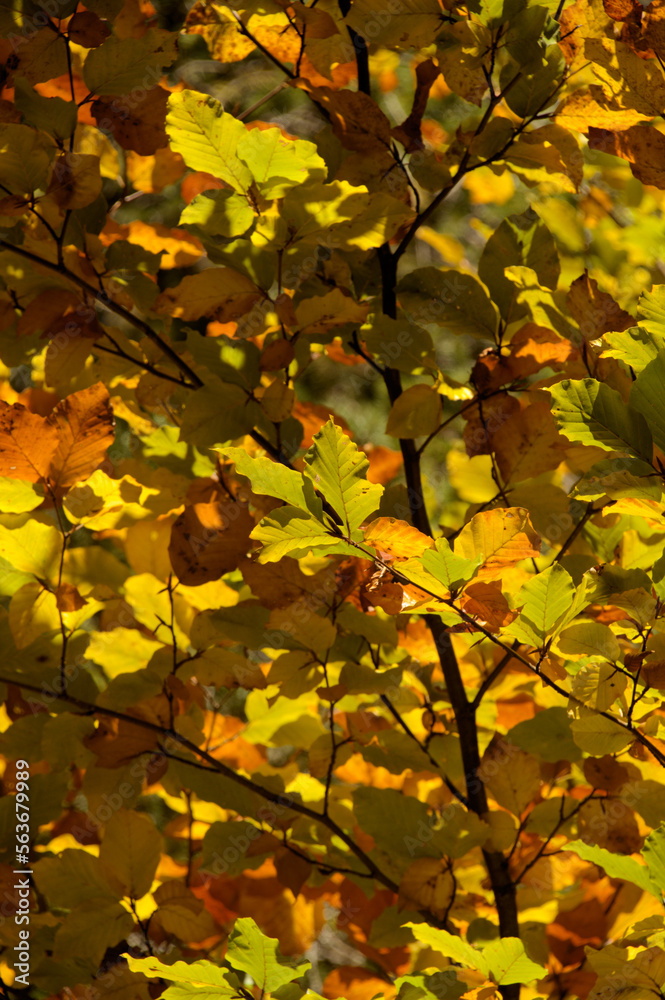 Obraz premium Beech foliage in Autumn colour in the woods near Flims, Swiss Alps