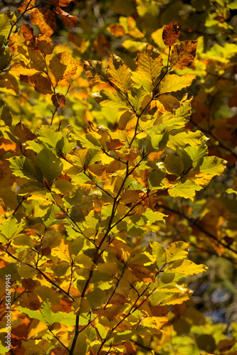 Beech foliage in Autumn colour in the woods near Flims, Swiss Alps