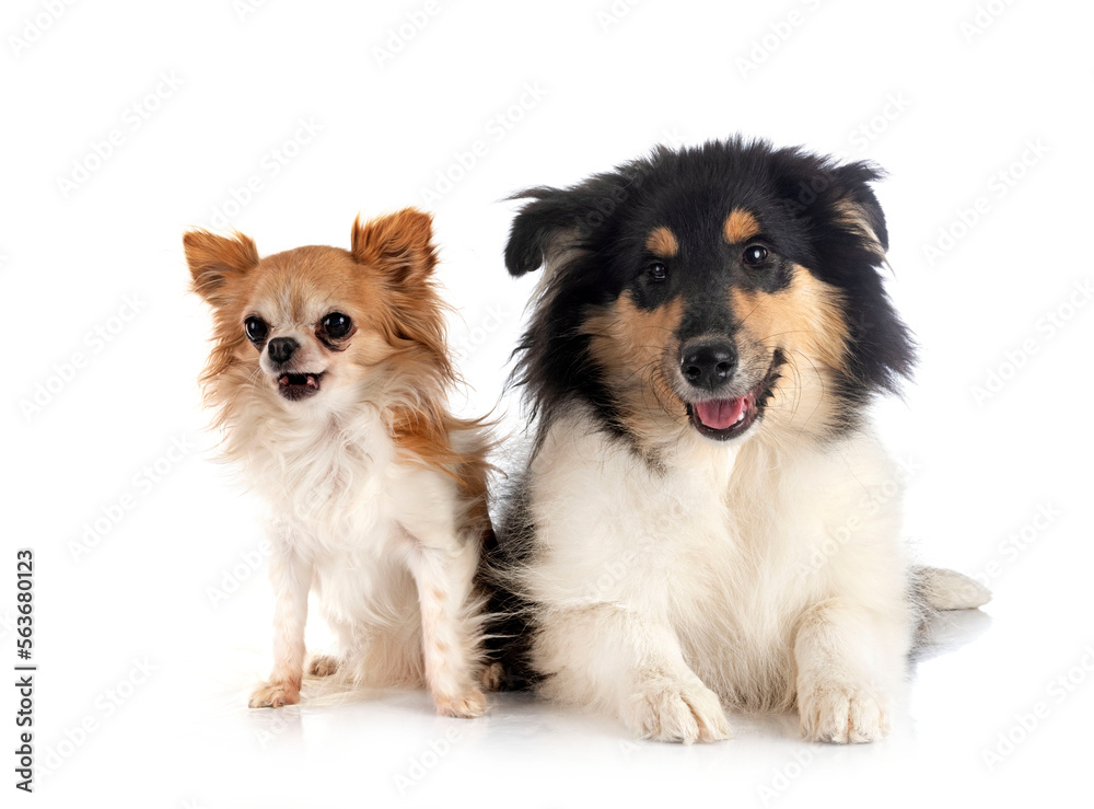 rough collie and chihuahua in studio rough collie and chihuahua in studio