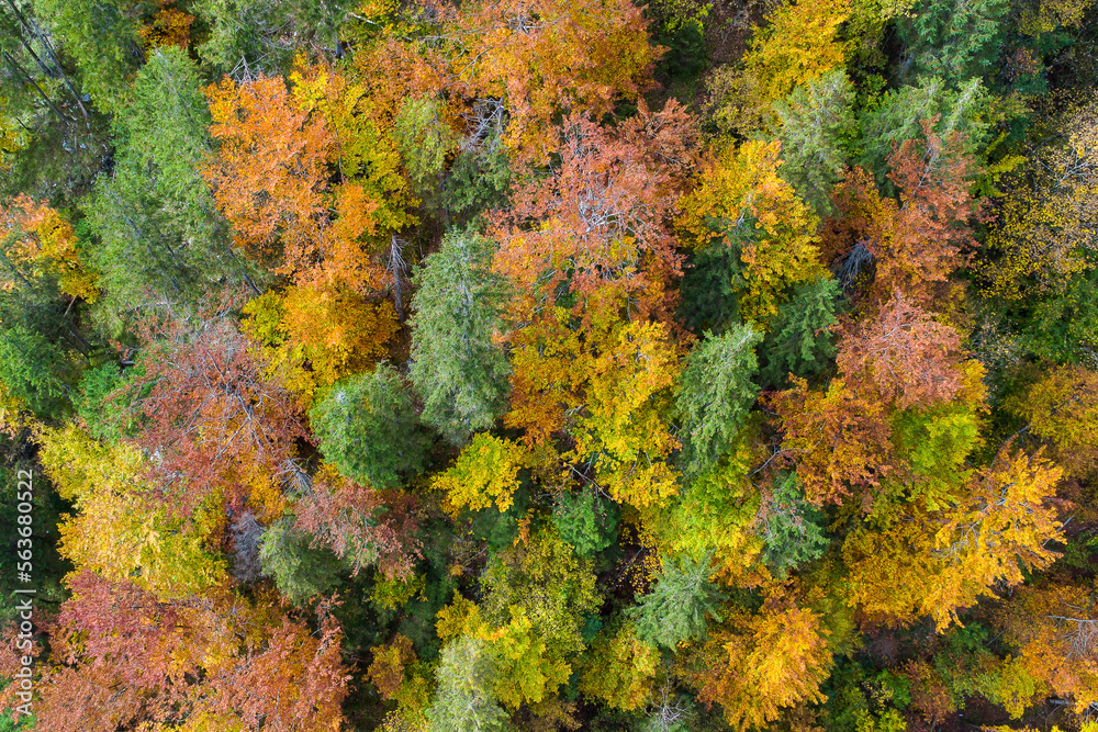 Top down view of treetops in autumn colors Top down view of treetops in autumn colors