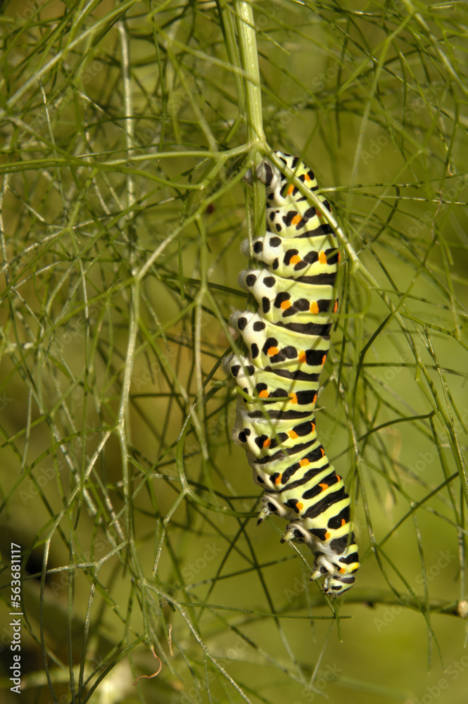 Swallowtail catepillar (Papilio machaon) on fennel in Swiss cottage garden Swallowtail catepillar (Papilio machaon) on fennel in Swiss cottage garden