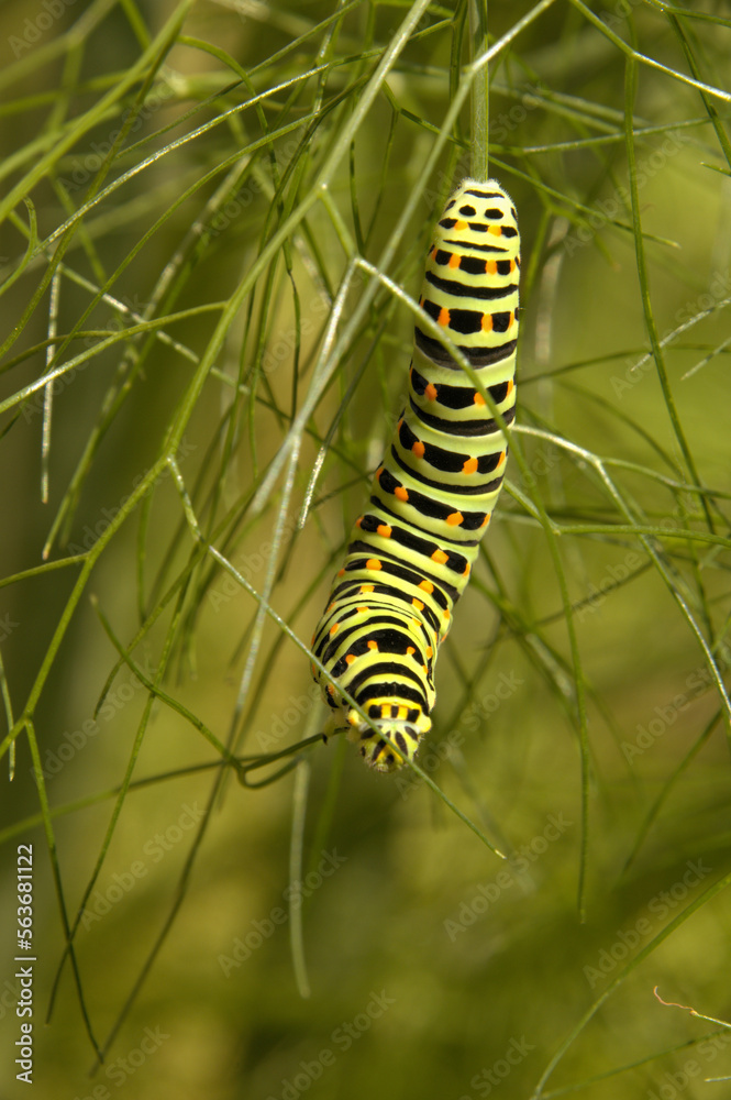 Swallowtail catepillar (Papilio machaon) on fennel in Swiss cottage garden