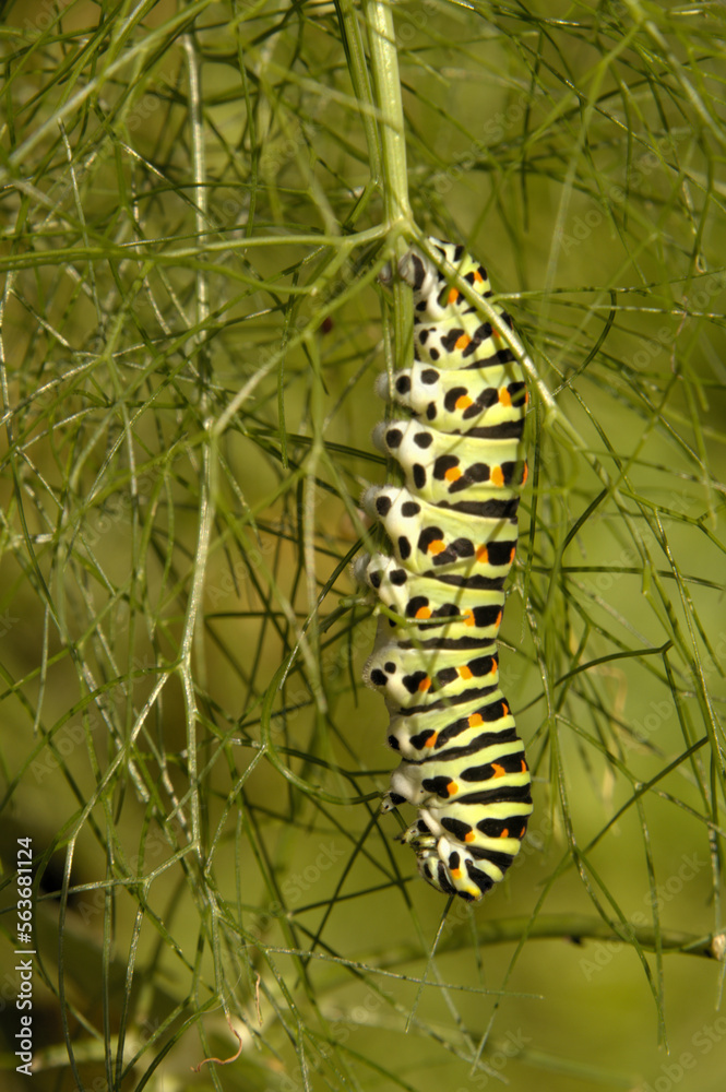 Swallowtail catepillar (Papilio machaon) on fennel in Swiss cottage garden Swallowtail catepillar (Papilio machaon) on fennel in Swiss cottage garden