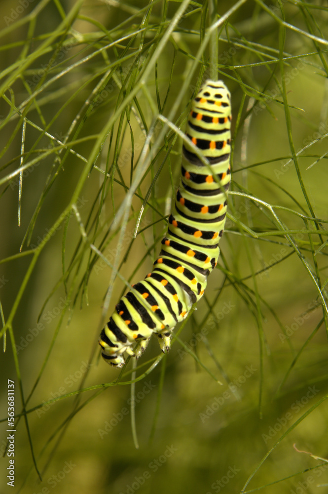 Swallowtail catepillar (Papilio machaon) on fennel in Swiss cottage garden