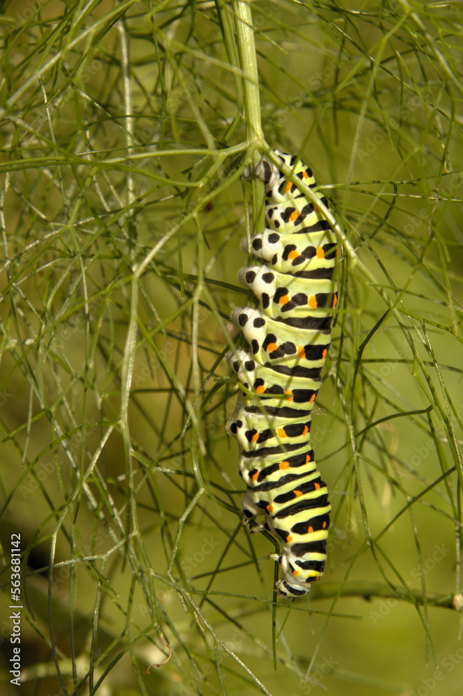 Swallowtail catepillar (Papilio machaon) on fennel in Swiss cottage garden