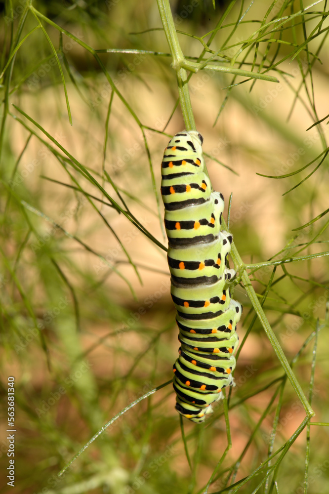 Swallowtail catepillar (Papilio machaon) on fennel in Swiss cottage garden