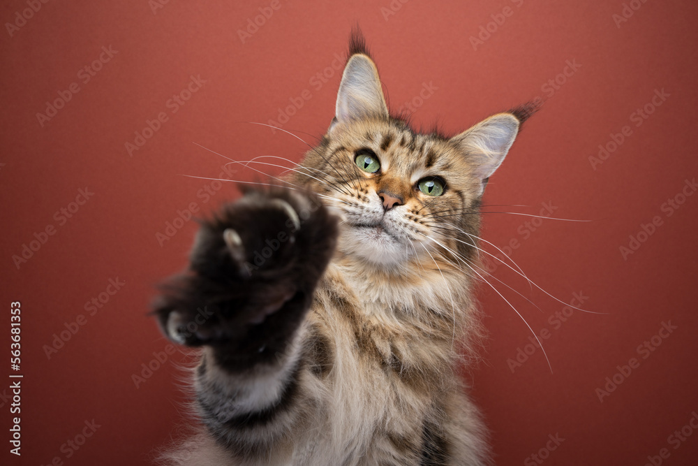 Close-up shot of a Maine Coon cat reaching out its paw with sharp claws towards the camera. The background is a vibrant red color. The cat looks alert and curious but friendly and sociable..
