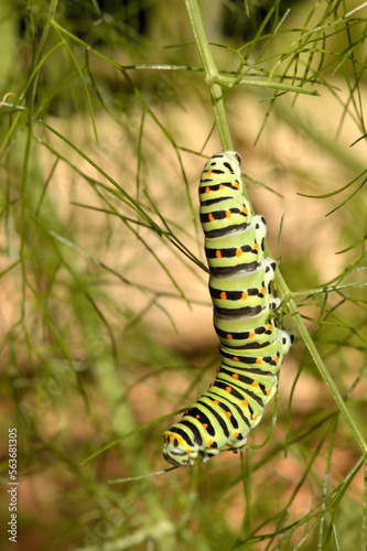 Swallowtail catepillar (Papilio machaon) on fennel in Swiss cottage garden