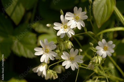 Greater stitchwort  Stellaria holostea  in Somerset hedgerow