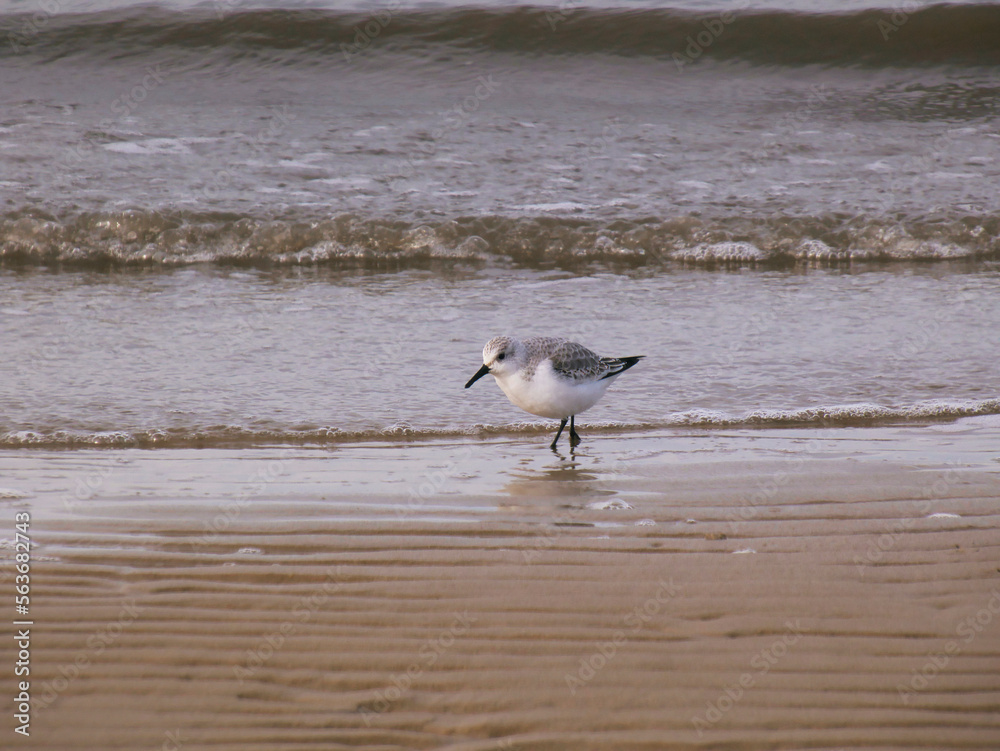 Sanderling kleiner Wattvogel am Strand mit Wellen im Hintergrund Sanderling kleiner Wattvogel am Strand mit Wellen im Hintergrund