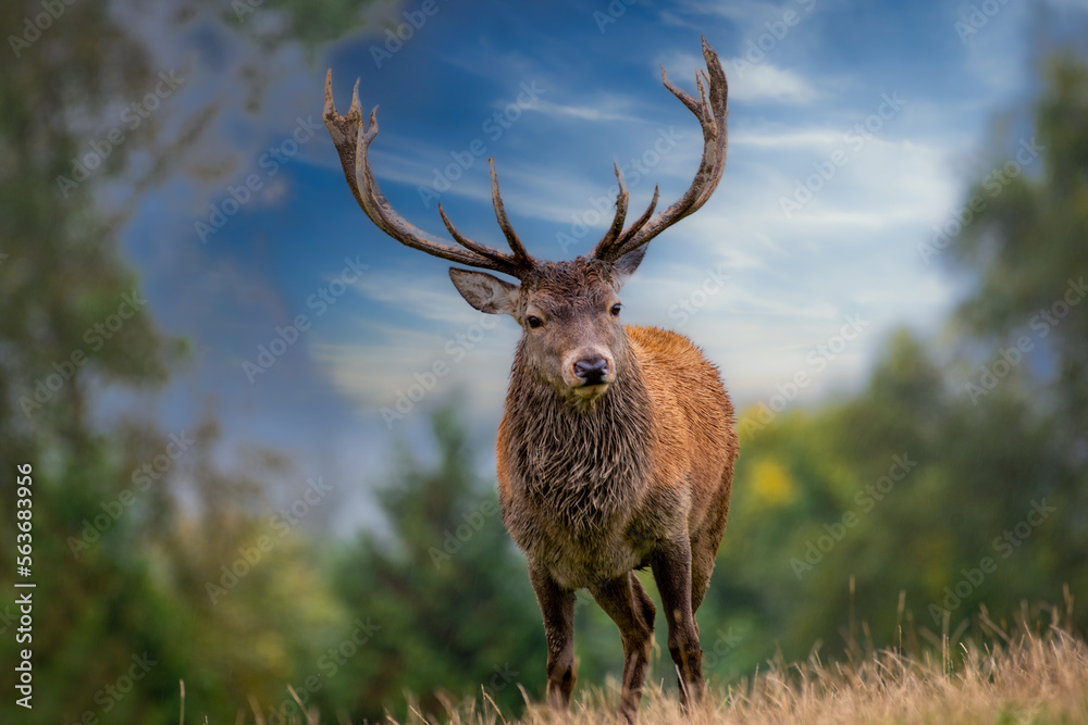 Fototapeta premium Hirsch am Waldrand, fast ein Gemälde