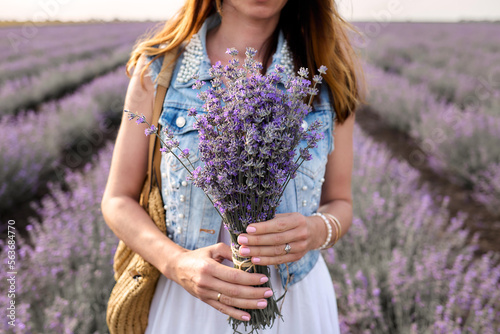 Close-up hands of a woman holding big purple lavender flowers bouquet in lavender field