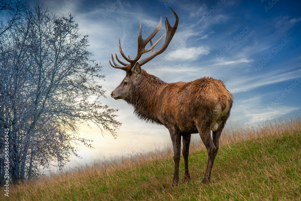 Naklejka premium Starker Hirsch am Waldesrand 