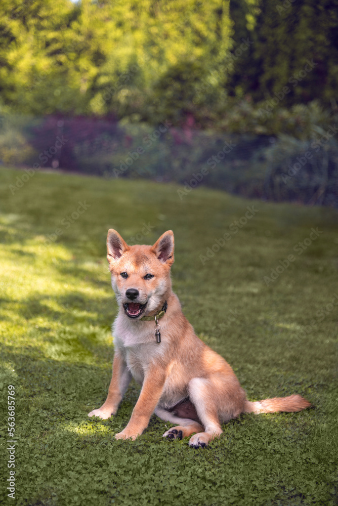 Shiba inu 3 month old puppy is sitting on the grass on sunny summer day