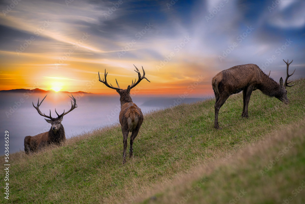Naklejka premium 3 Hirsche im Sonnenuntergang