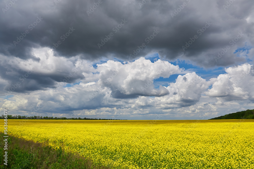 breathtaking view of rapeseed flowers growing in the field under a cloudy and sunny blue sky