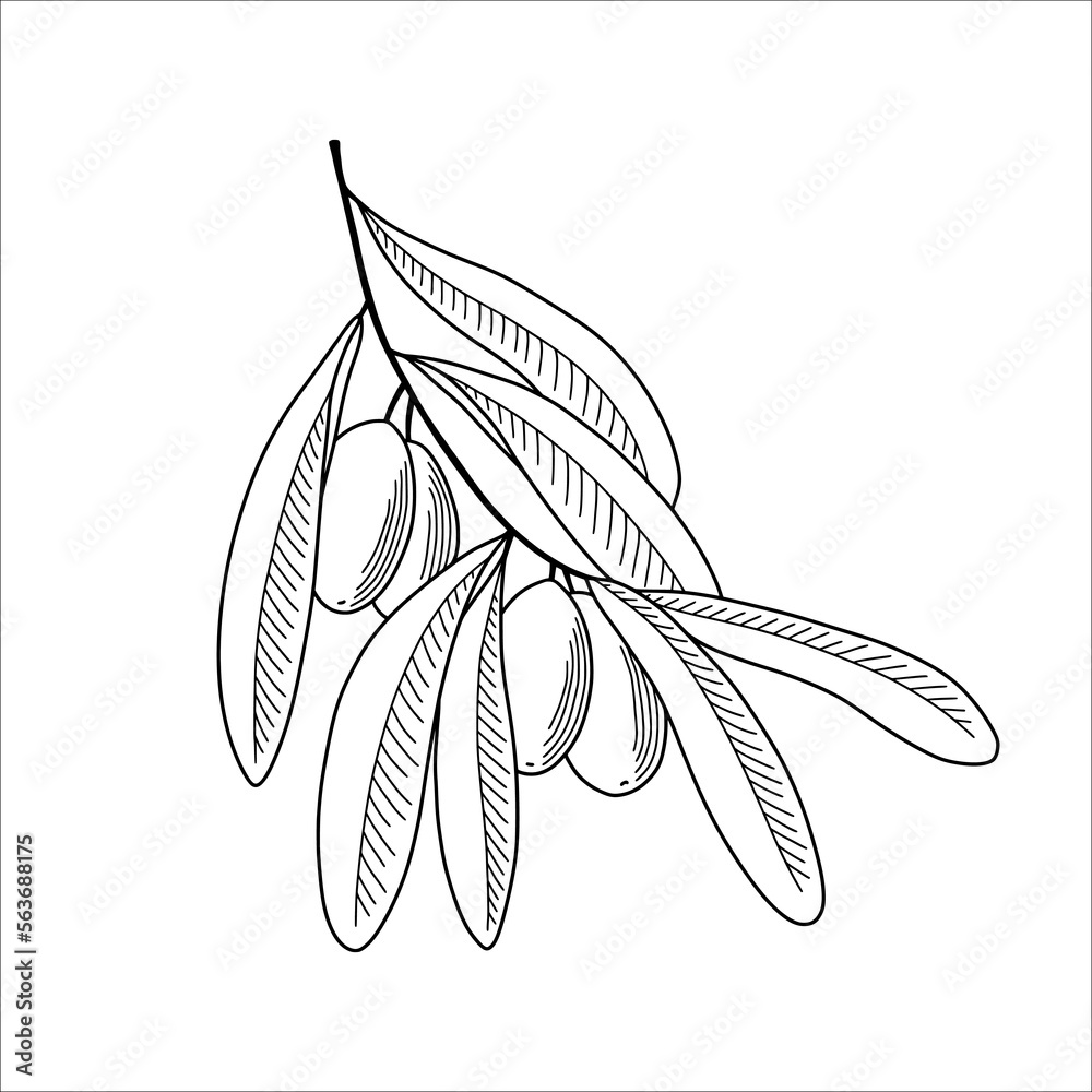 Naklejka premium Olive tree branch in sketch style. Vector illustration.