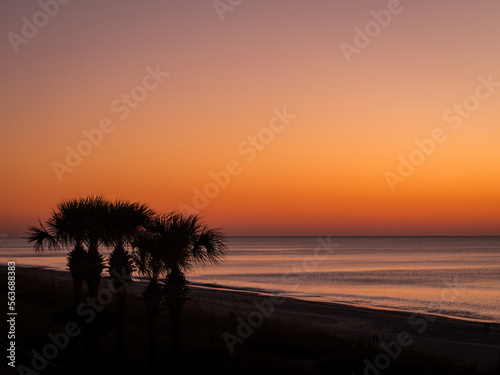 Silhouette of palm trees on the Atlantic coast in the sunset with orange sky in South Carolina  USA.