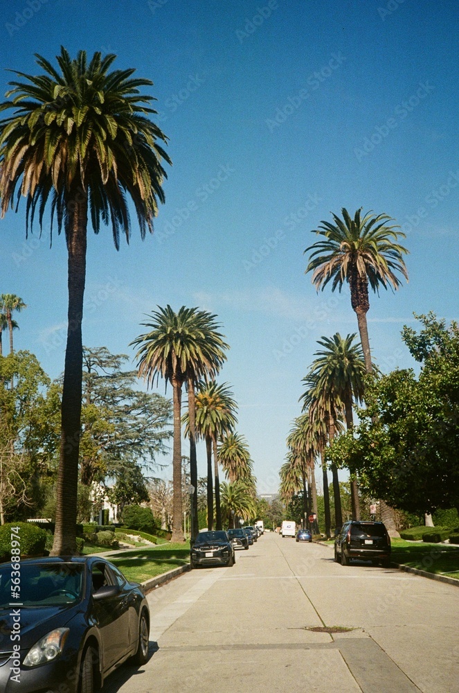 Palm street 