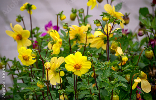 Bush of summer dahlias with yellow flowers.