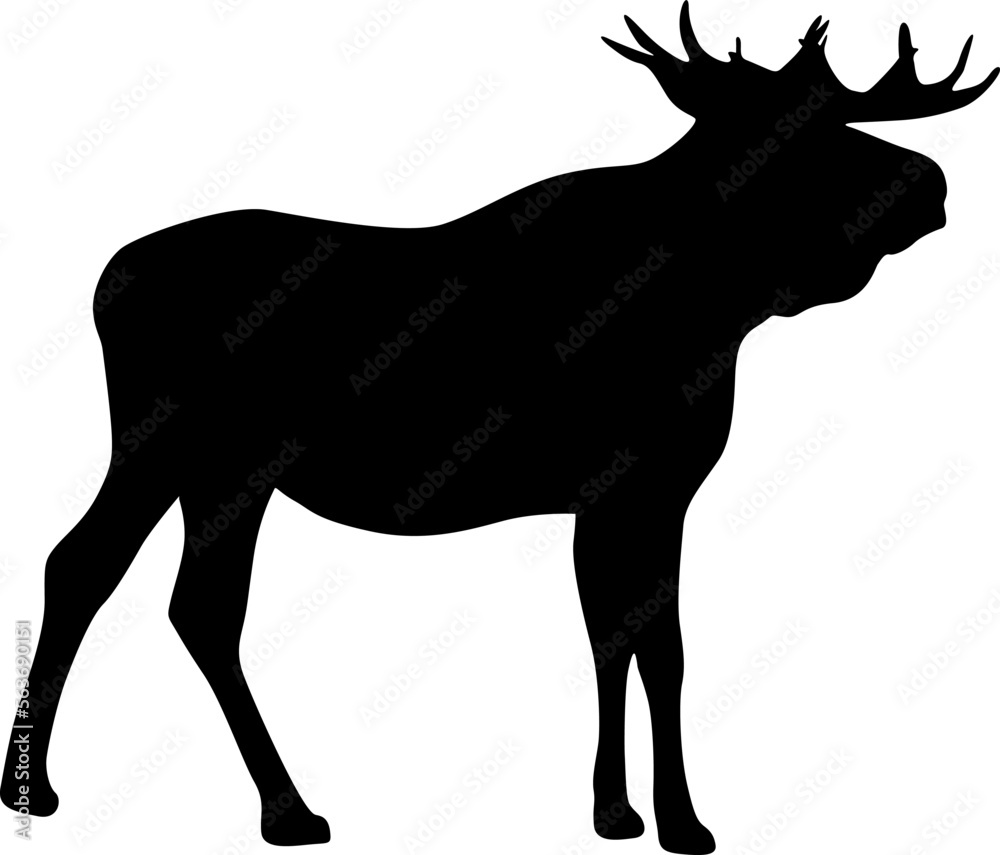 Silhouette Moose with great antler on white background