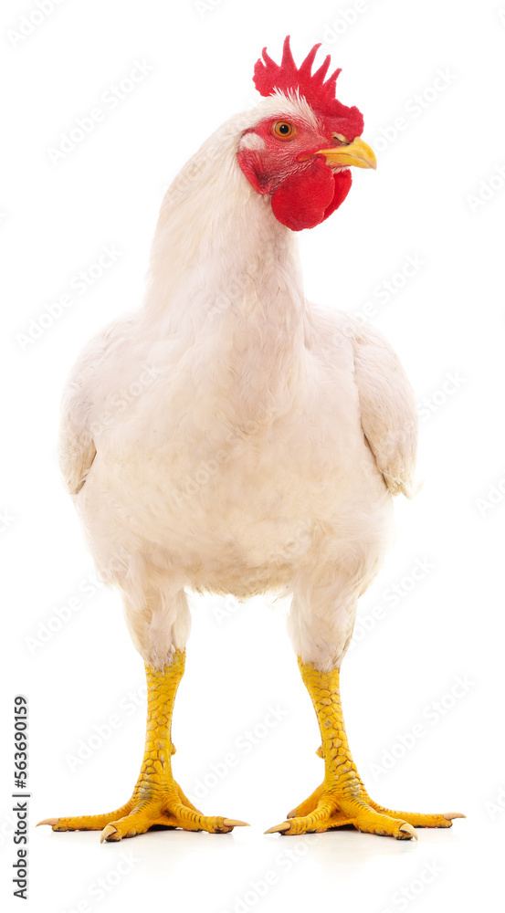 Big white cock.