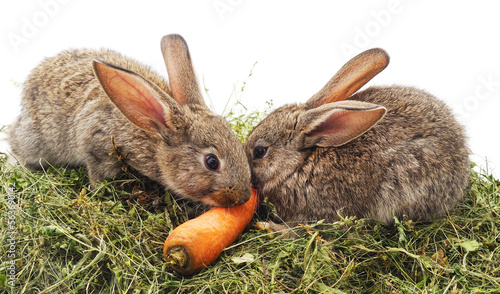 Two rabbits and a carrot on the hay.