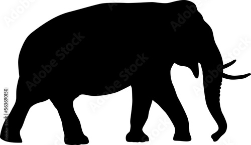 Silhouette large African elephant on a white background