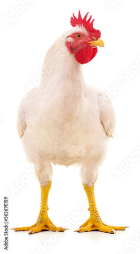 Big white cock.