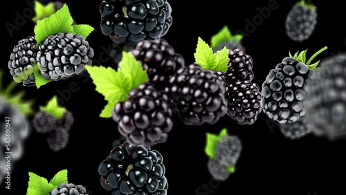 Falling blackberry Background, with Alpha Channel, Loop 
