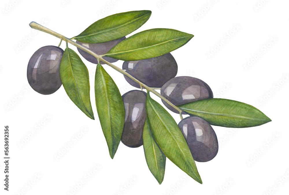 watercolor drawing of a black olive branch
