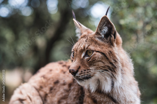 portrait of a lynx © Valentin