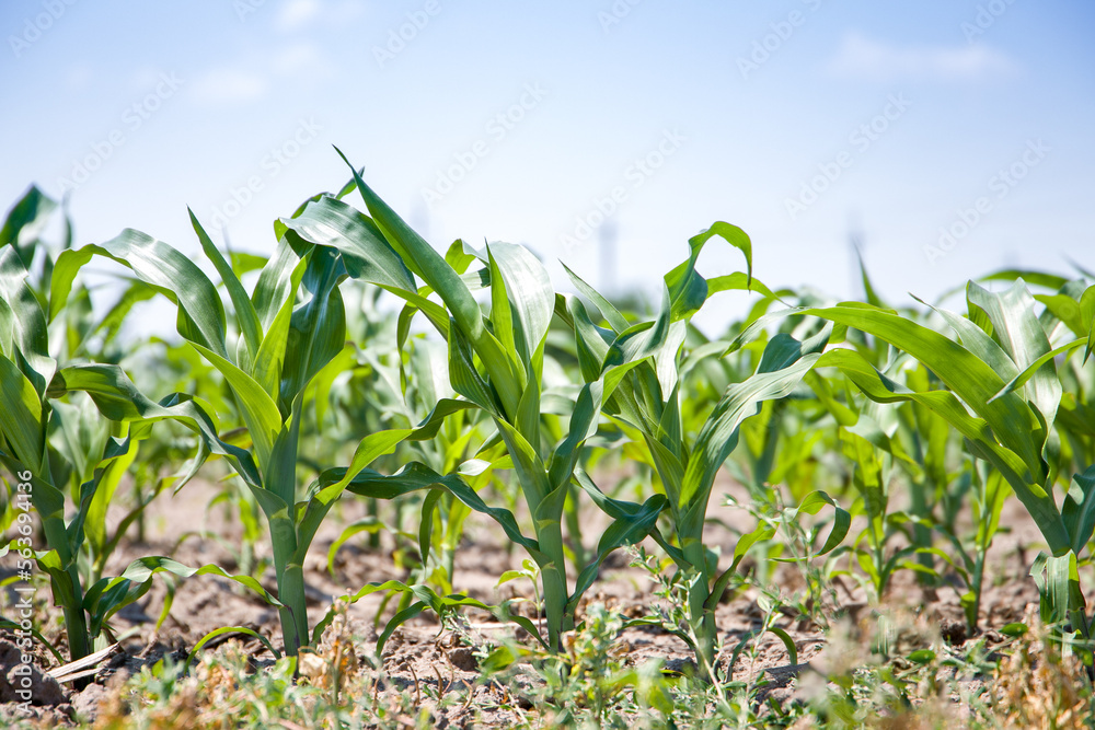 Corn field, young sprouts, sunny day.