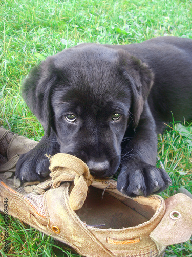 Black labrador retriever puppy caught biting his shoe